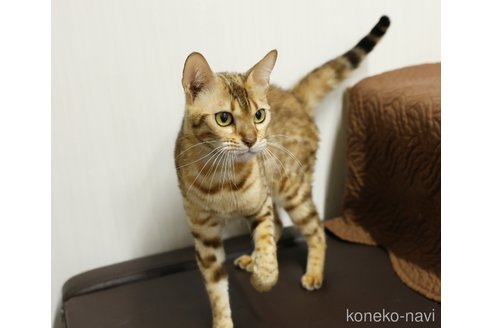 成約済の大阪府のベンガル-113088の7枚目